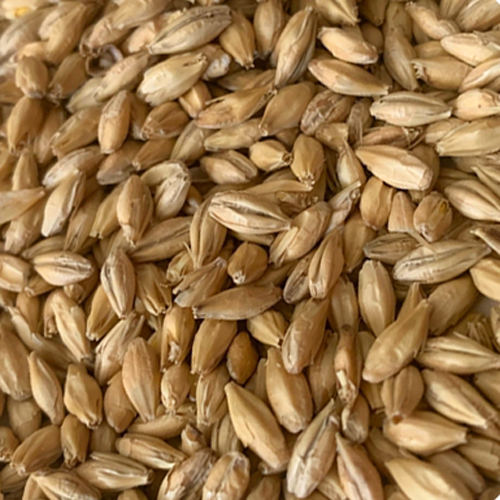 Rahr To Thee! Pils™ Malt