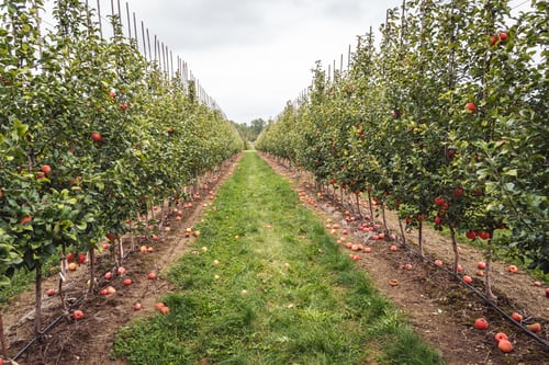 Cider House Select Cider Kits