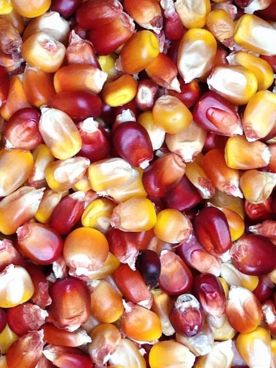 Waspie Valley Whole Kernel Corn - 1 lb