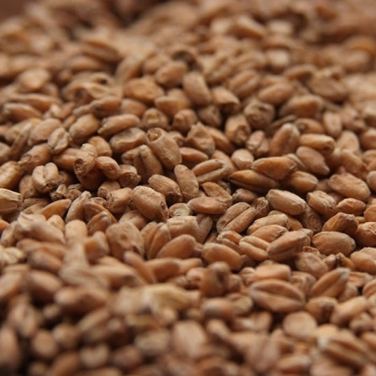 Kansas Malting Company Red Wheat