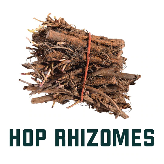 Cascade Hop Rhizomes - Bundle of 3